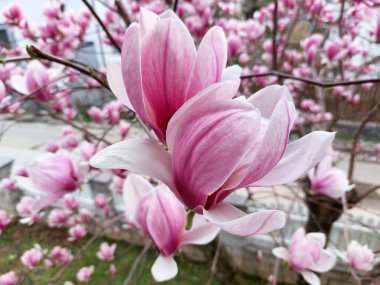 Beyaz ve pembe manolya çiçekleri açıyor. Yakın plan. Çiçek açan dallar