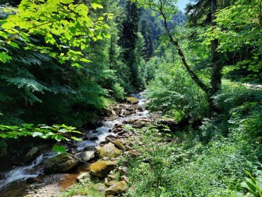 Slovenya 'nın Pohorje dağındaki yeşil ormanda Lobnica deresi