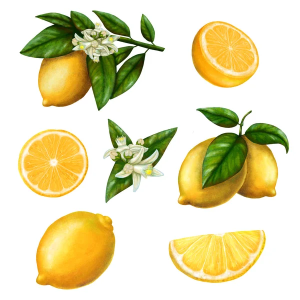Set Limone Limone Ramo Con Fiori Fetta Limone Illustrazione Brodo — Foto Stock