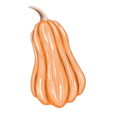 Beyaz arkaplanda izole edilmiş şirin turuncu balkabağı, dizayn ve dekor için stok vektör çizimi, çıkartma, yazdırma