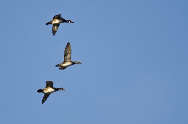 Üç Orman Ördeği Mavi Gökte Uçuyor