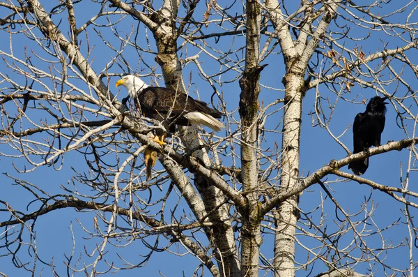 Pygargue à tête blanche perché avec un écureuil à moitié mangé pendant que le corbeau regarde — Photo