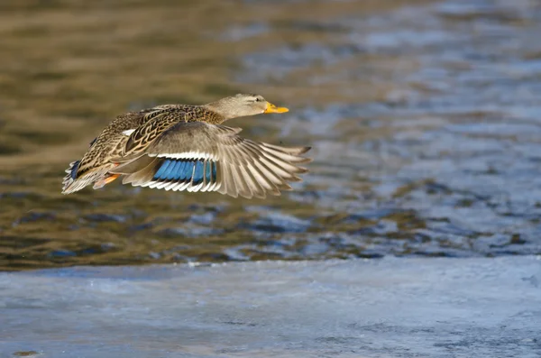 Mallard pato volando sobre el congelado río de invierno — Foto de Stock