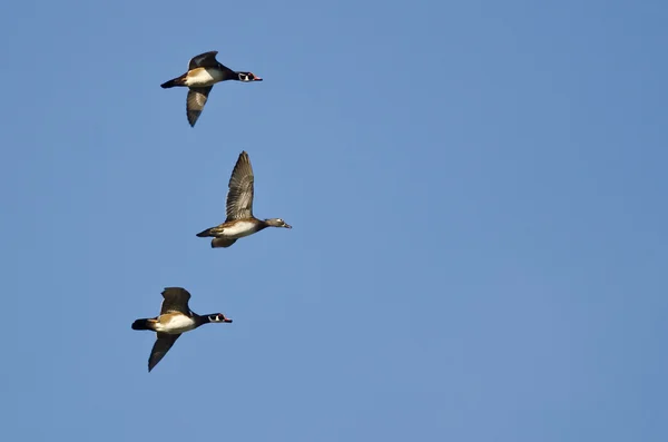 Três patos de madeira voando em um céu azul — Fotografia de Stock