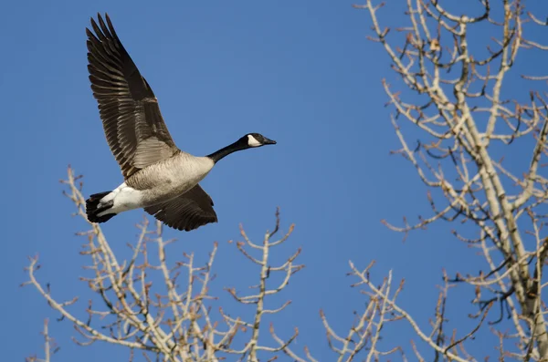 Il canada oca volare basso sopra gli alberi invernali — Foto Stock