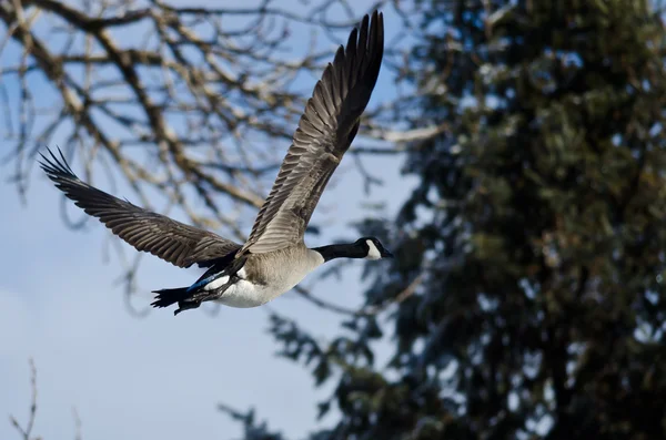 Kanadagås flyger förbi ett vintergrönt träd — Stockfoto