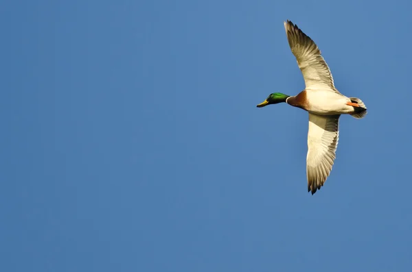 Canard colvert mâle volant dans un ciel bleu — Photo