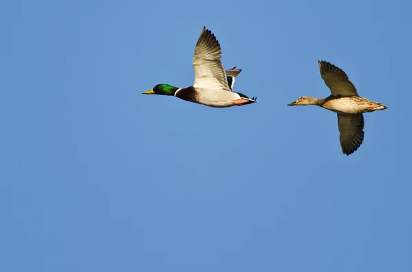 Par de patos Mallard volando en un cielo azul — Foto de Stock