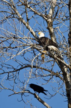 Karga ararken kel kartal ile bir buçuk tünemiş sincap yemiş