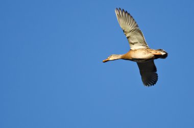 anatra selvatica femminile volando in un cielo blu
