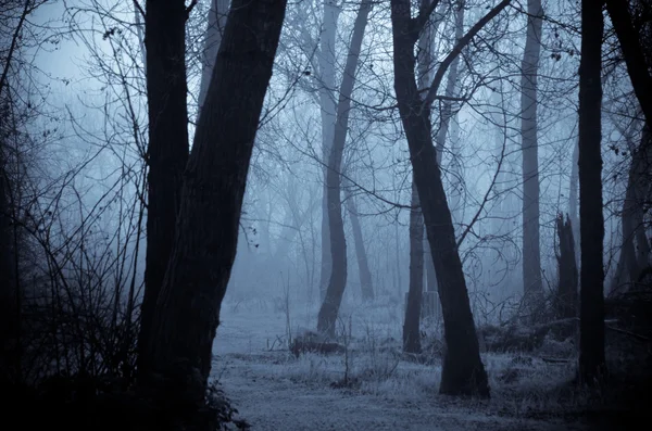 Nastrój cienie w ciemnym Mglisty las — Zdjęcie stockowe
