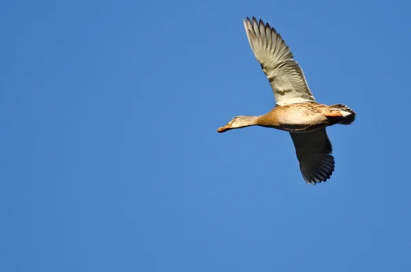 Femmina germano reale anatra volare in un cielo blu — Foto Stock