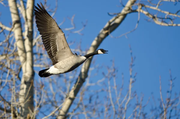 Ganso de Canadá gritando blanco volando más allá de los árboles de invierno —  Fotos de Stock