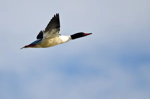 Merganser comum voando em um céu azul — Fotografia de Stock