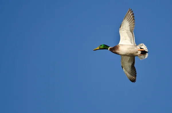 Pato macho Mallard volando en un cielo azul —  Fotos de Stock