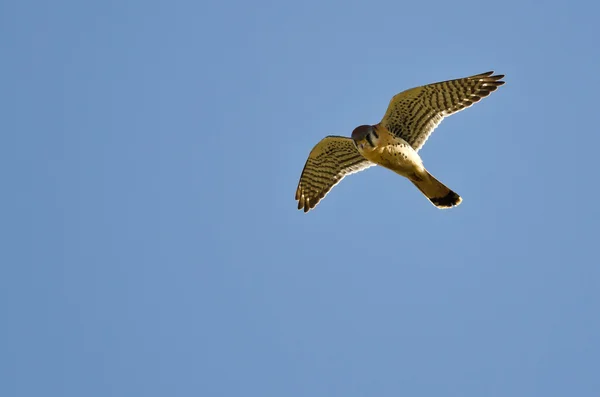 Amerykański Kestrel latający na niebieskim niebie — Zdjęcie stockowe