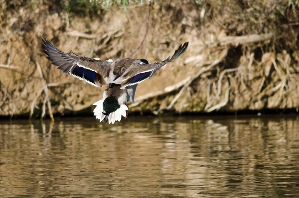 Mallard Duck In arrivo per uno sbarco sull'acqua — Foto Stock