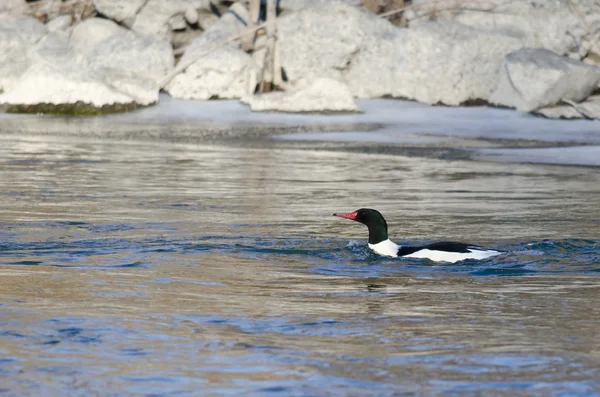 Hareng commun nageant dans la rivière Cold Winter — Photo