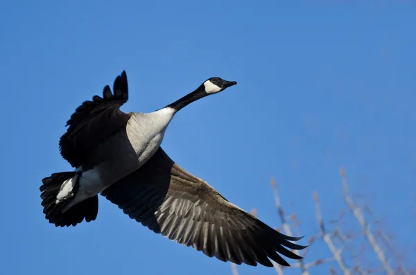 Ganso de Canadá volando en un cielo azul — Foto de Stock