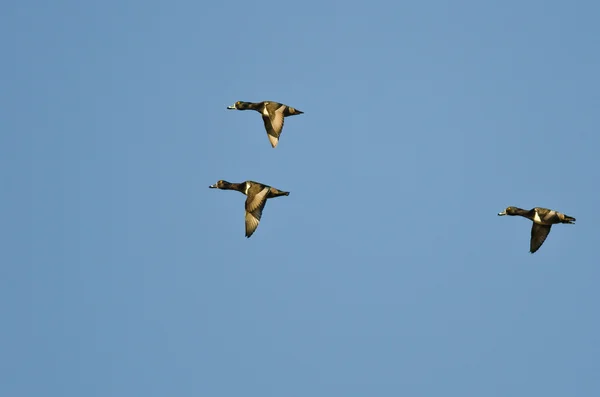 Drei ringförmige Enten fliegen in einem blauen Himmel — Stockfoto