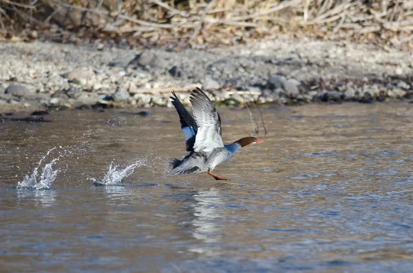 Gemensamma Merganser ta till flyg från floden — Stockfoto