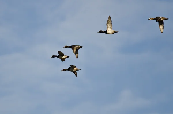 Bandada de patos de cuello anular volando en un cielo azul — Foto de Stock