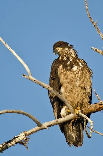 Young Bald Eagle Surveying the Area While Perched High in a Barren Tree — Stock Photo, Image