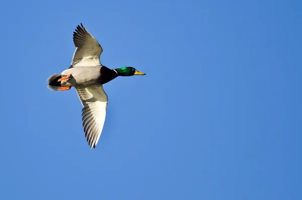 Mallard eend vliegend in een blauwe lucht — Stockfoto