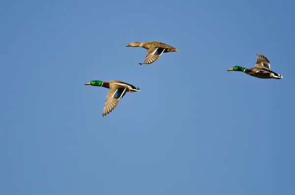 Tři kachny Mallard létající na modrém nebi — Stock fotografie