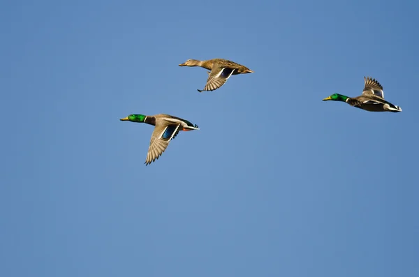 Three Mallard Ducks Flying in a Blue Sky — Stock Photo, Image