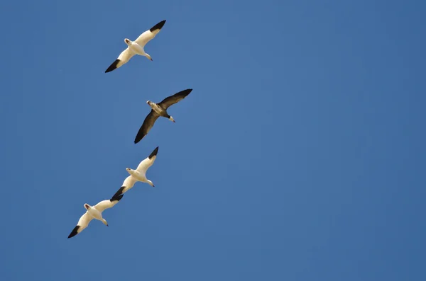 Oie bleue volant avec les Oies des neiges blanches dans un ciel clair — Photo