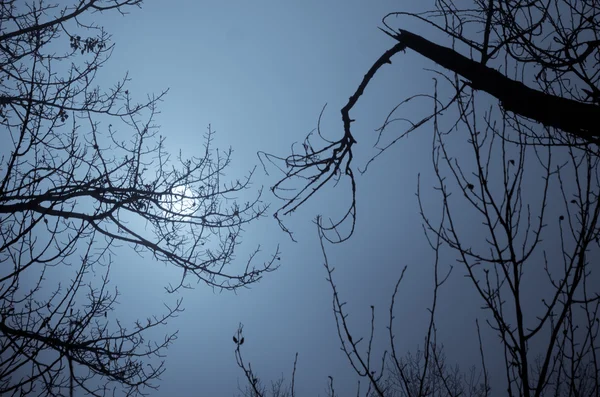 Διάθεση σκιές στο σκοτεινό δάσος Misty — Φωτογραφία Αρχείου