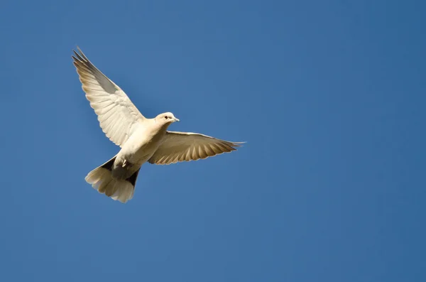 Евразийский голубь, летящий в голубом небе — стоковое фото