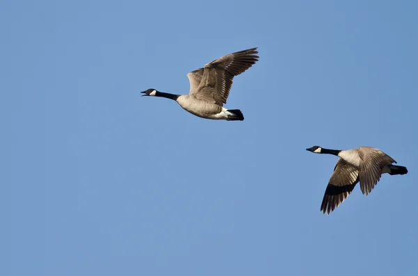 Zwei Kanadagänse fliegen in einen blauen Himmel — Stockfoto