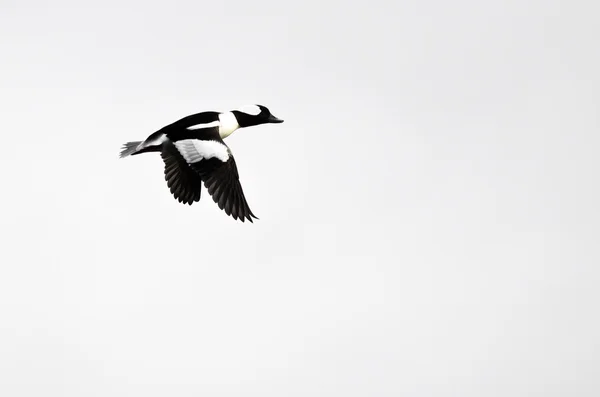 Büffelkopf-Ente fliegt vor weißem Hintergrund — Stockfoto