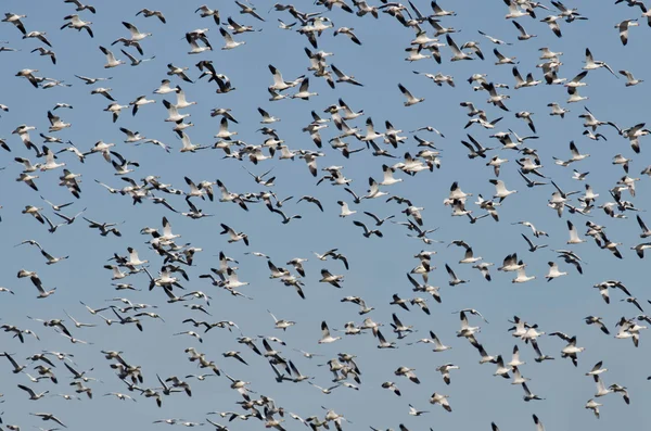 Masiva bandada de gansos de nieve volando en un cielo azul — Foto de Stock