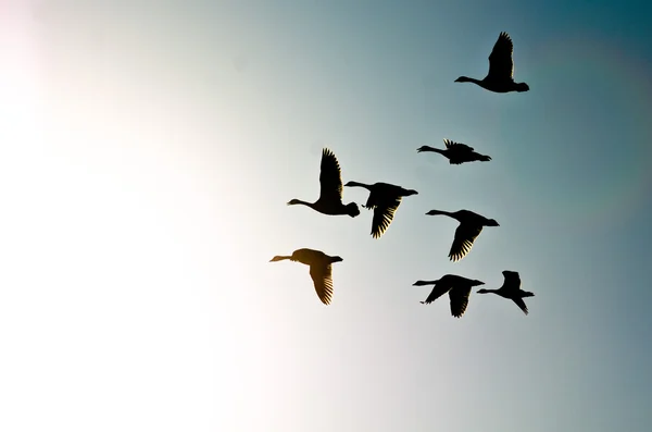 Schwarm von Kanadagänsen im Flug in die strahlende Sonne — Stockfoto