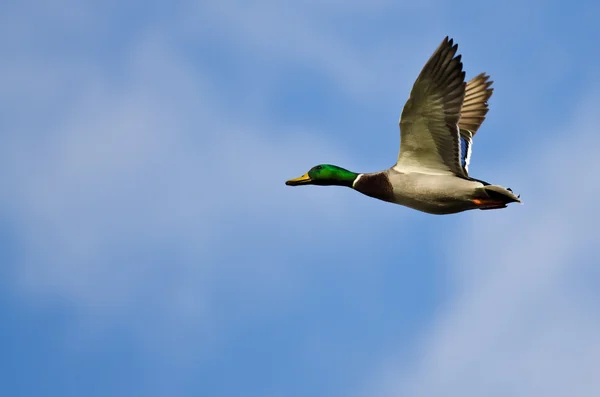 Mallard Duck Volando en un cielo azul nublado —  Fotos de Stock