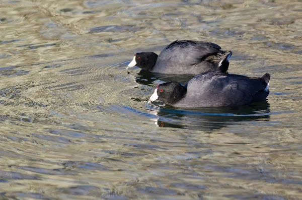 Pair of  American Coots Swimming Across the Water — Stock Photo, Image