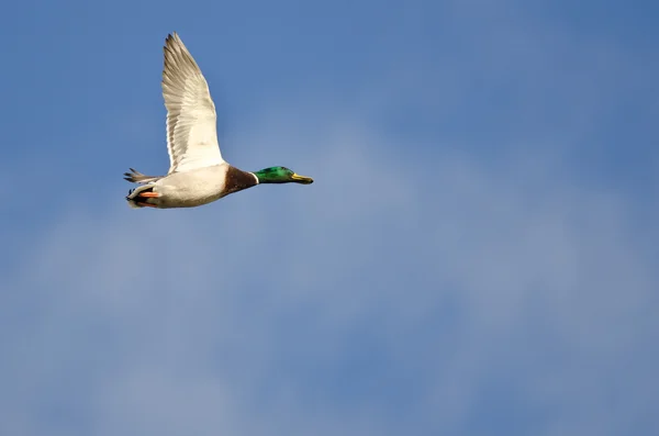 Mallard Duck Volando en un cielo azul nublado — Foto de Stock