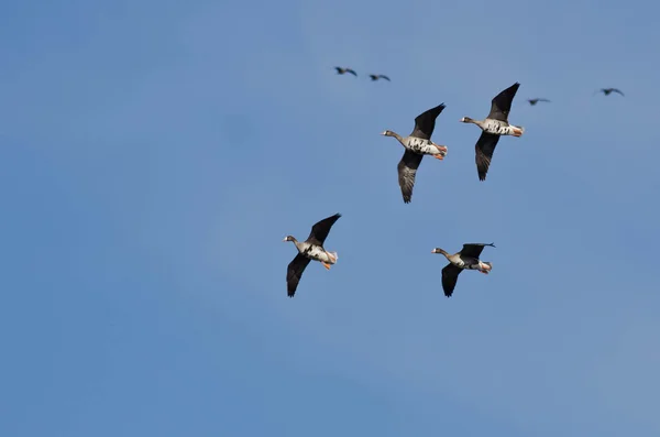 Vier große Weißstirngänse fliegen in einem blauen Himmel — Stockfoto