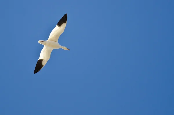 Einsame Schneegans fliegt in einen blauen Himmel — Stockfoto