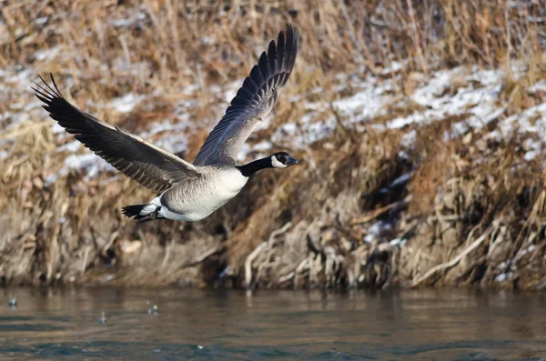 Bernache du Canada volant bas au-dessus de la rivière — Photo