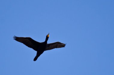 Yalnız bir mavi gökyüzünde uçan Çift Tepeli karabatak 