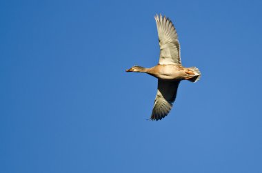 anatra selvatica femminile volando in un cielo blu 