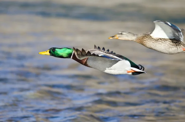 Par av gräsand ankor flyger lågt över floden — Stockfoto