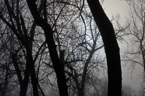 Bosque brumoso en una fría mañana silenciosa — Foto de Stock