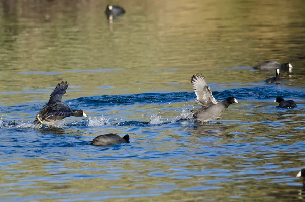 Дві американські лиски займається бій на воді — стокове фото
