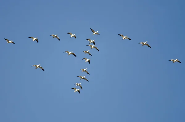 Flock of Snow Geese Flying in a Blue Sky — Stock Photo, Image