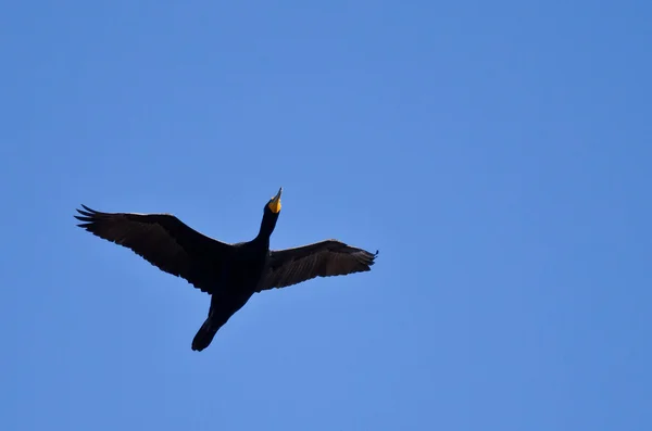 Doppio Cormorano Crested che vola da solo in un cielo blu — Foto Stock